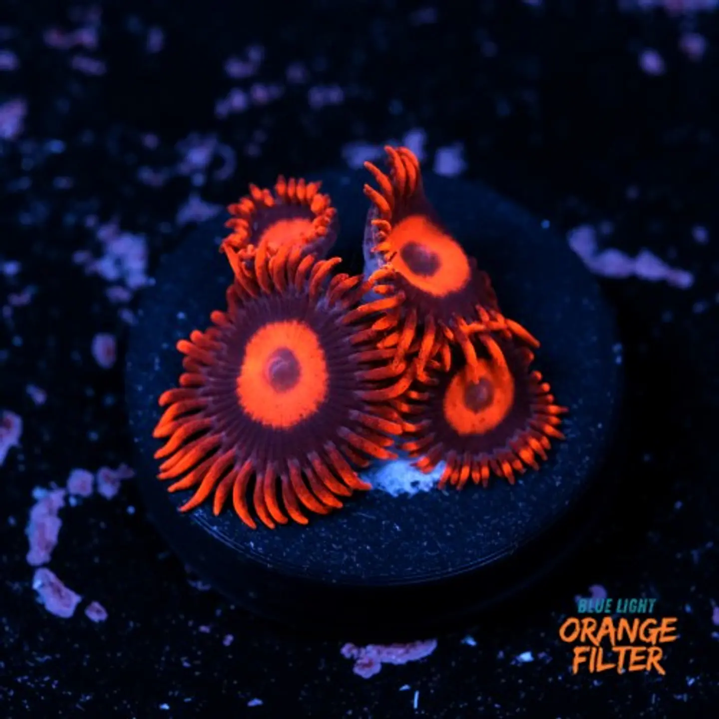 Zoanthus red oxide 1