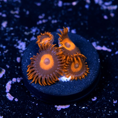 Zoanthus red oxide 2