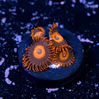 Zoanthus red oxide 2
