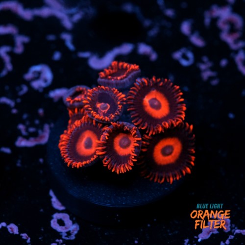 Zoanthus red oxide 1