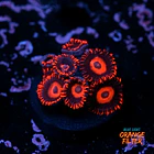 Zoanthus red oxide 1