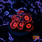 Zoanthus red oxide - Thumbnail 1