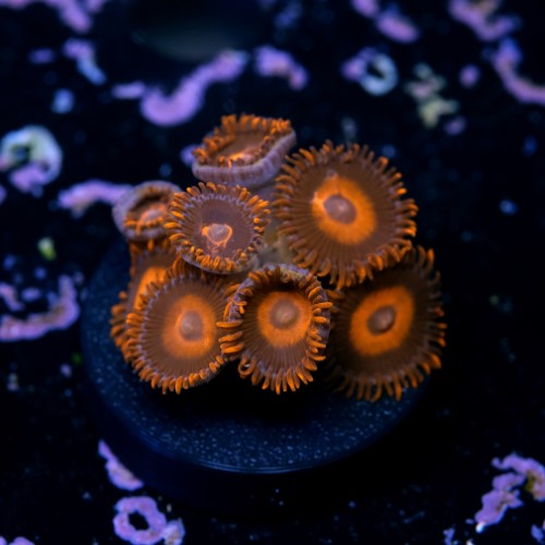 Zoanthus red oxide 2