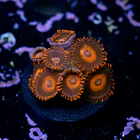 Zoanthus red oxide 2