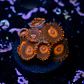 Zoanthus red oxide - Thumbnail 2