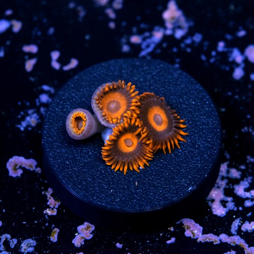 Zoanthus red oxide 2