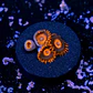 Zoanthus red oxide - Thumbnail 2