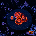 Zoanthus red oxide 1