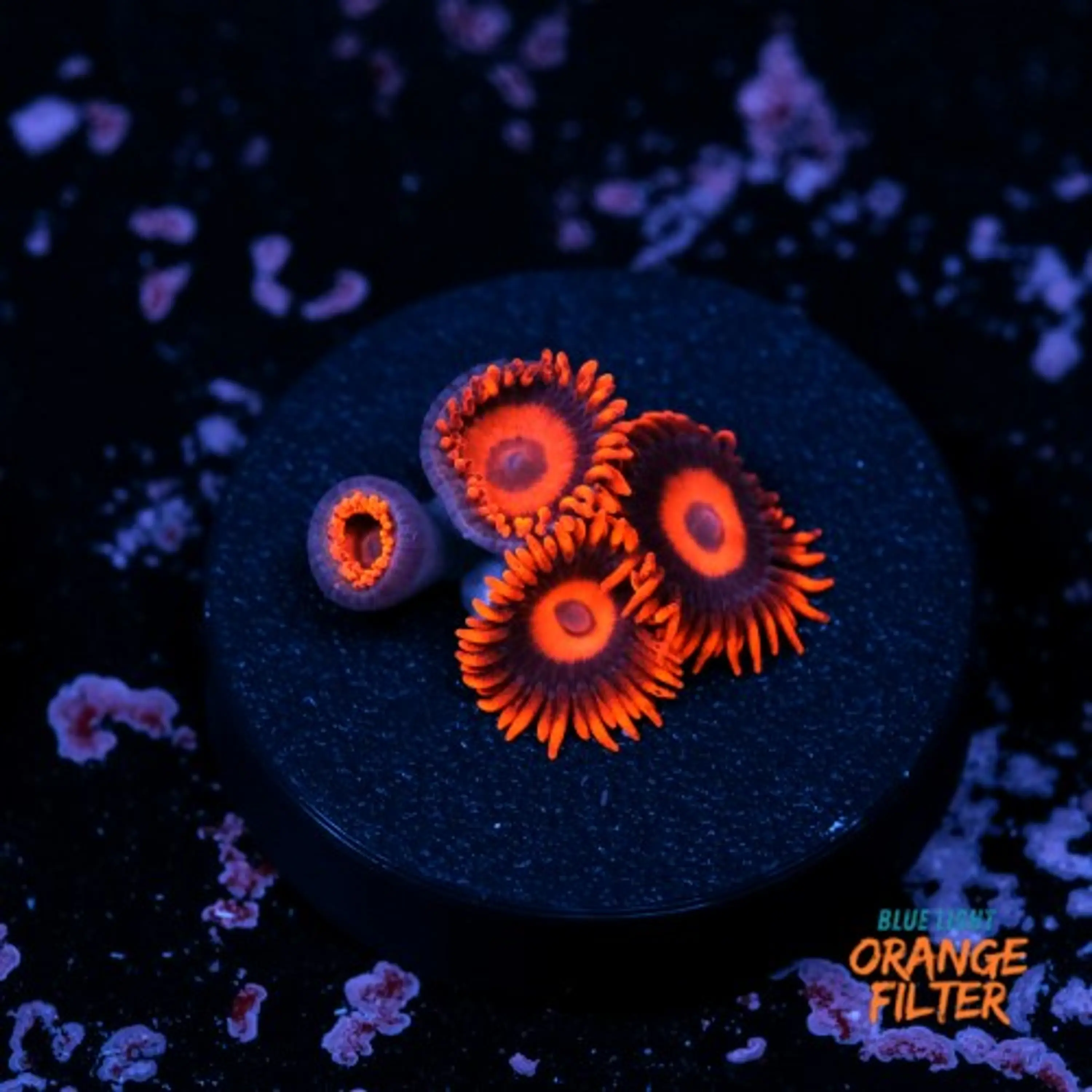 Zoanthus red oxide