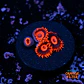 Zoanthus red oxide - Thumbnail 1
