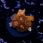 Zoanthus red oxide 2