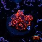 Zoanthus red oxide 1