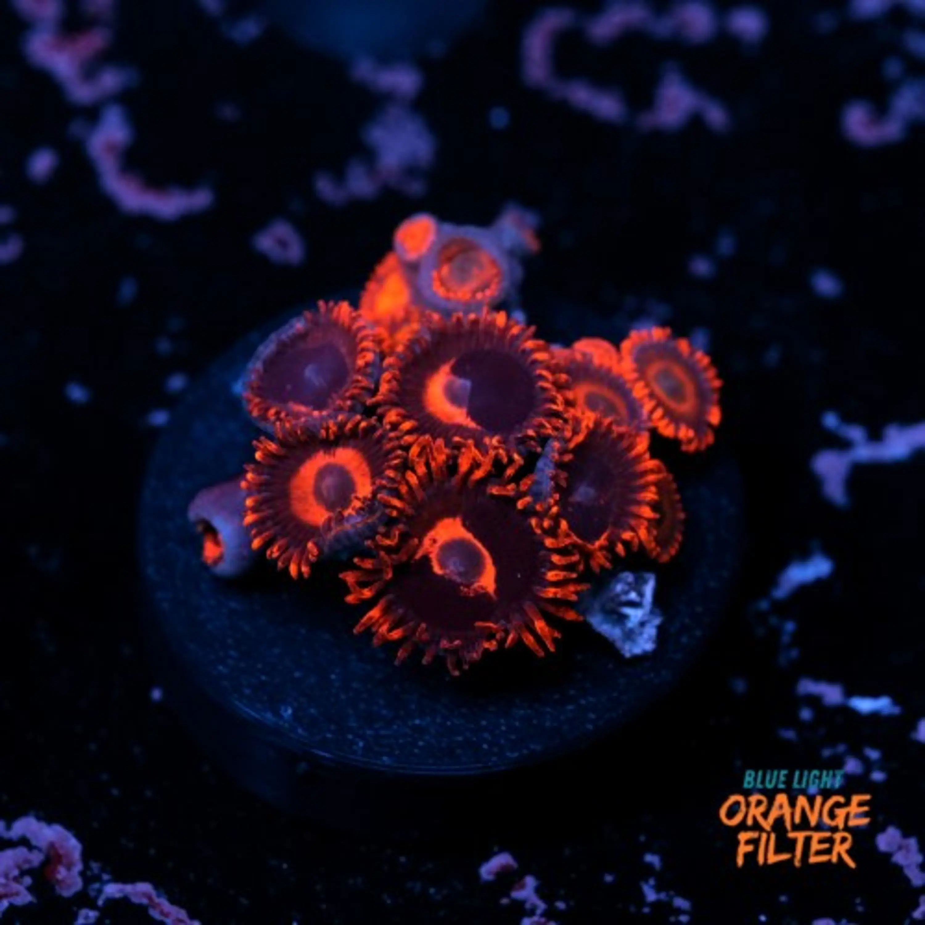Zoanthus red oxide