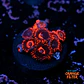 Zoanthus red oxide - Thumbnail 1