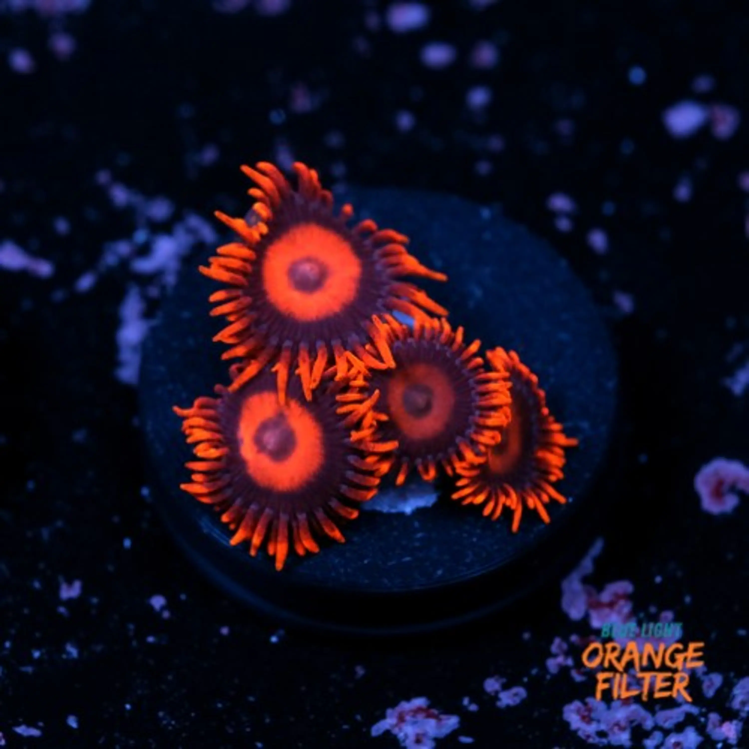 Zoanthus red oxide