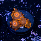 Zoanthus red oxide 2