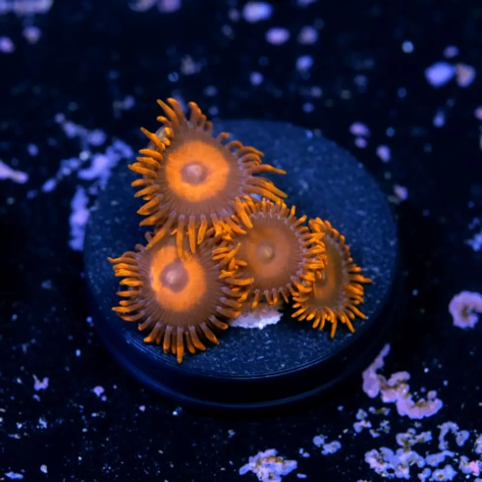 Zoanthus red oxide 2