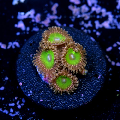 Zoanthus pink hippo  2