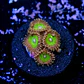 Zoanthus pink hippo  - Thumbnail 2