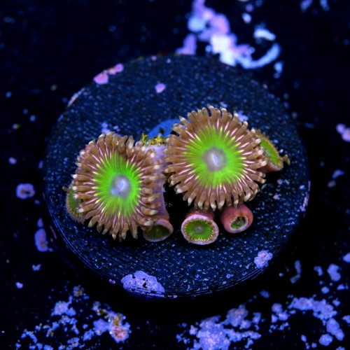 Zoanthus pink hippo  2