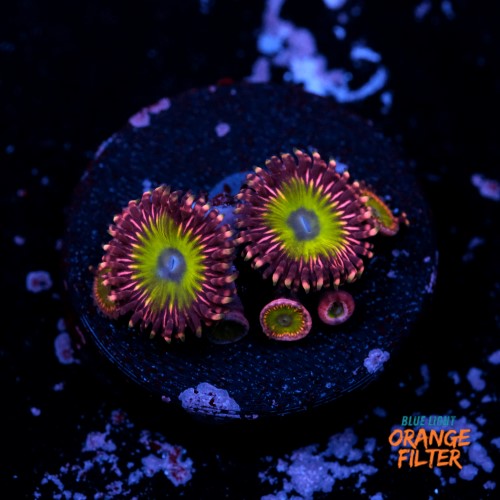 Zoanthus pink hippo  1