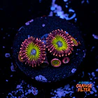 Zoanthus pink hippo  1
