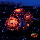Palythoa pandora 1