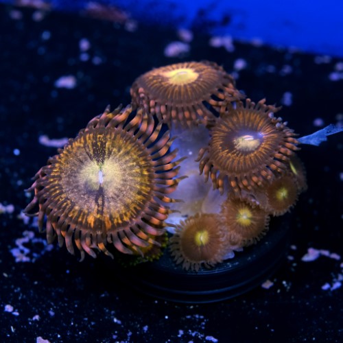 Palythoa pandora 2