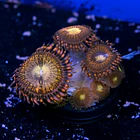 Palythoa pandora 2