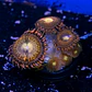 Palythoa pandora - Thumbnail 2