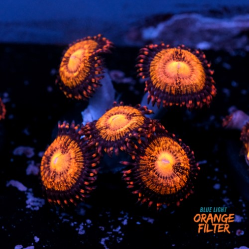 Palythoa pandora 1