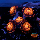 Palythoa pandora 1