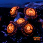 Palythoa pandora - Thumbnail 1