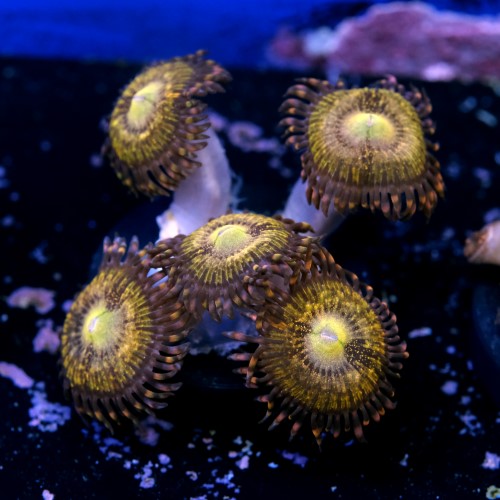 Palythoa pandora 2