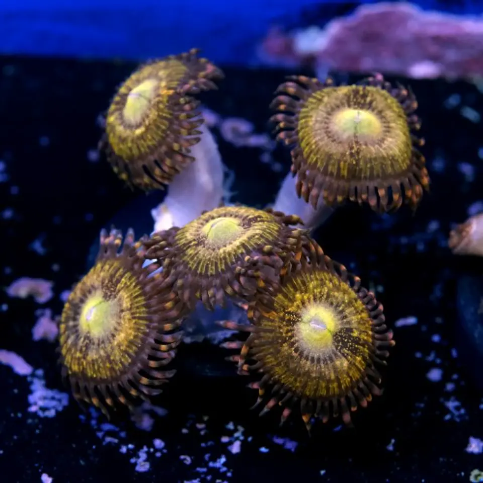 Palythoa pandora 2