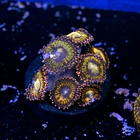 Palythoa pandora 2