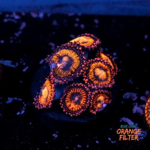 Palythoa pandora 1