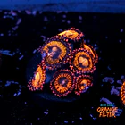 Palythoa pandora 1