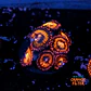 Palythoa pandora - Thumbnail 1