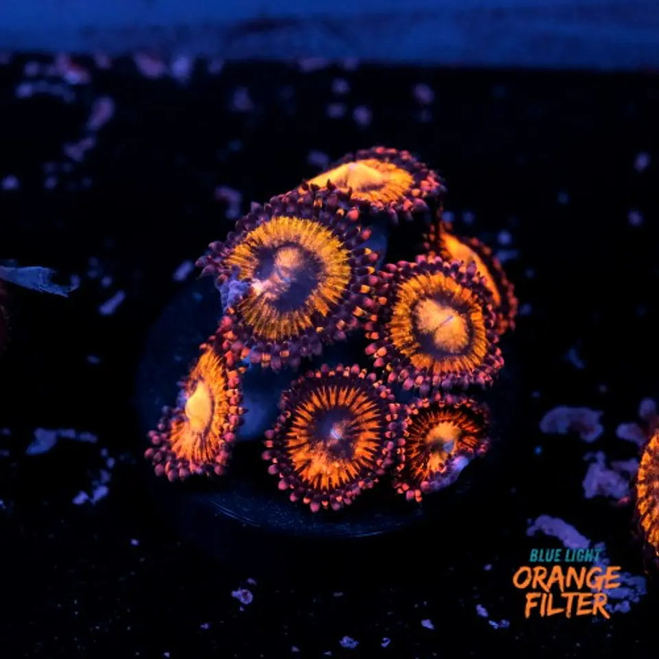 Palythoa pandora 1