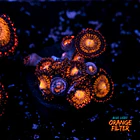 Palythoa pandora 1