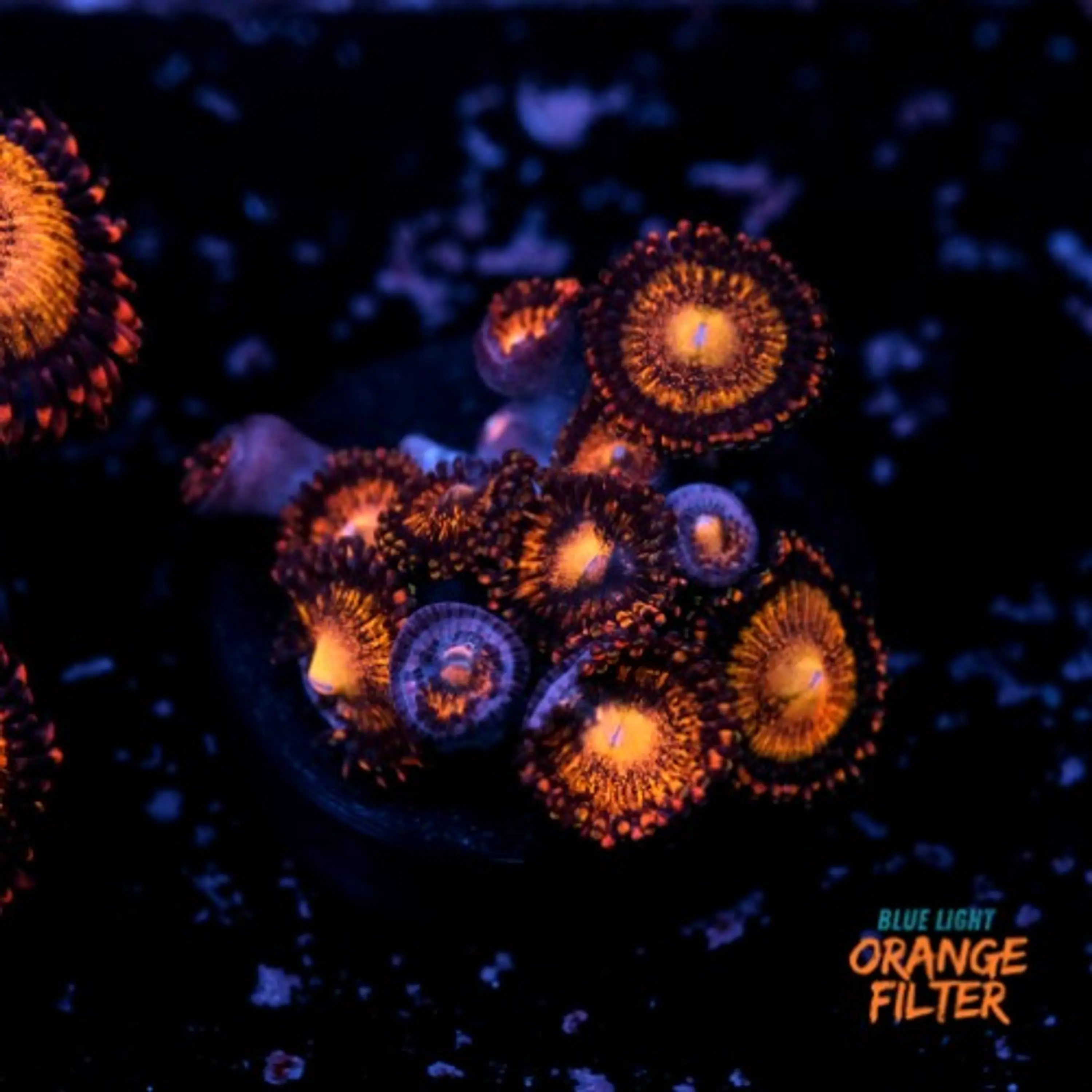 Palythoa pandora