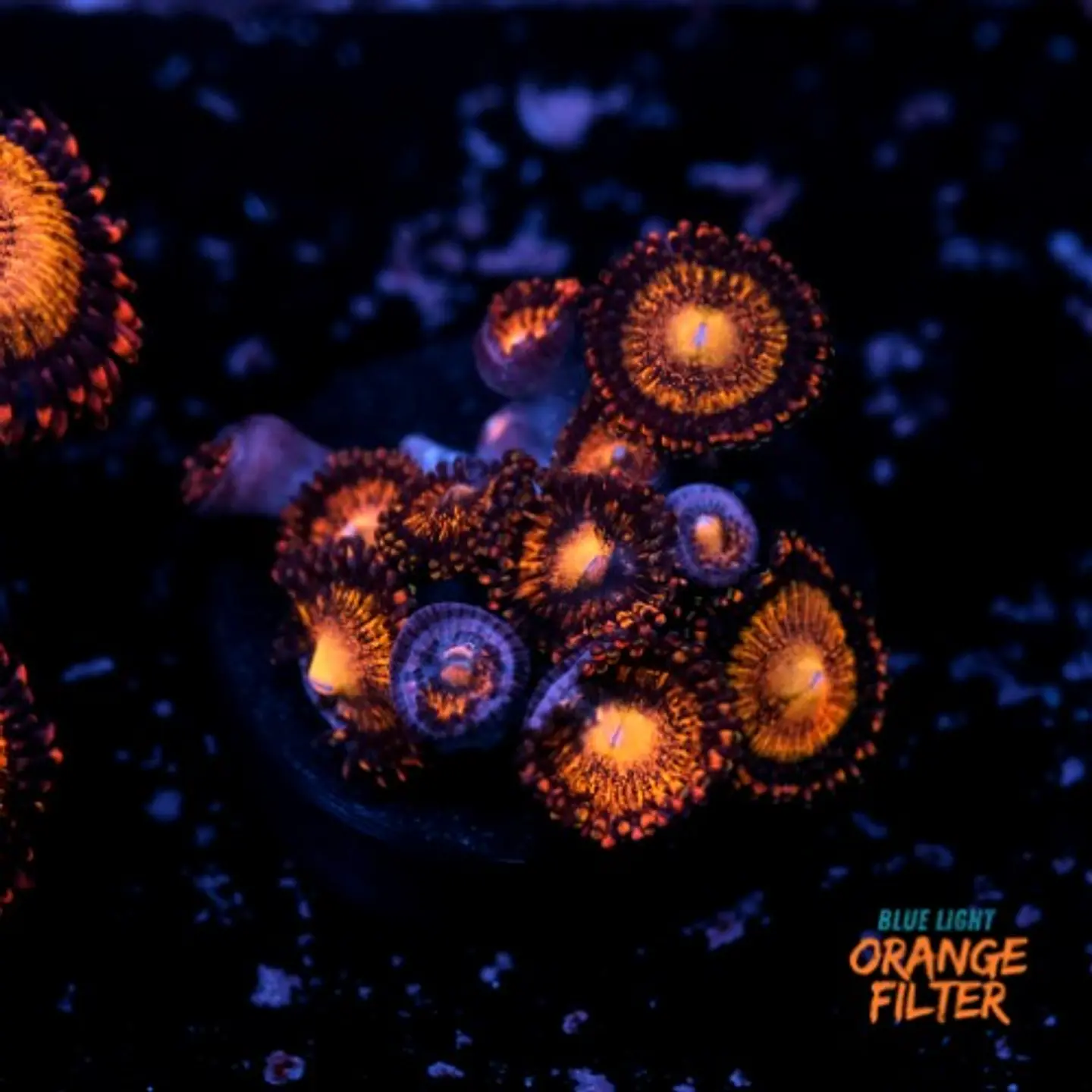 Palythoa pandora 1
