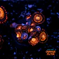 Palythoa pandora - Thumbnail 1