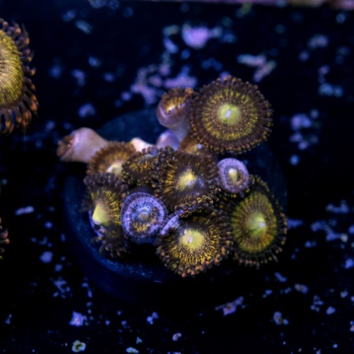 Palythoa pandora 2