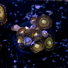 Palythoa pandora 2