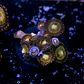 Palythoa pandora - Thumbnail 2