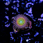 Palythoa rainbow 2