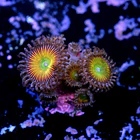 Palythoa rainbow 2