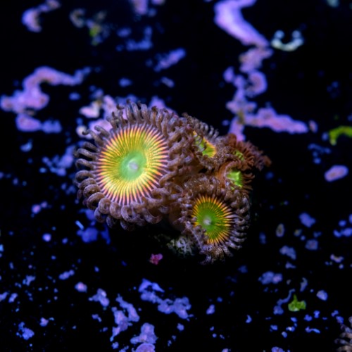Palythoa rainbow 2